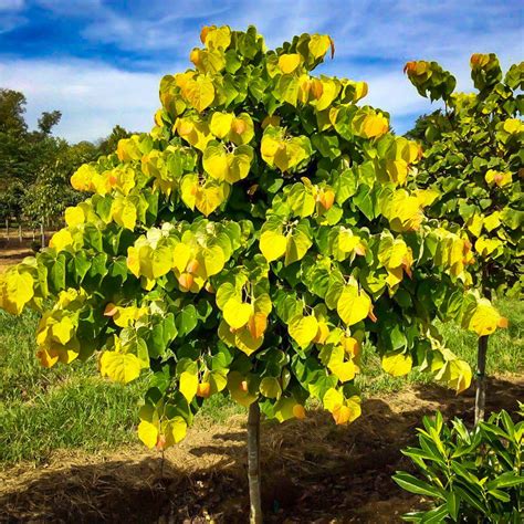 Rising Sun™ Eastern Redbud Tree Cercis Canadensis New Larger Size 4-5 ...