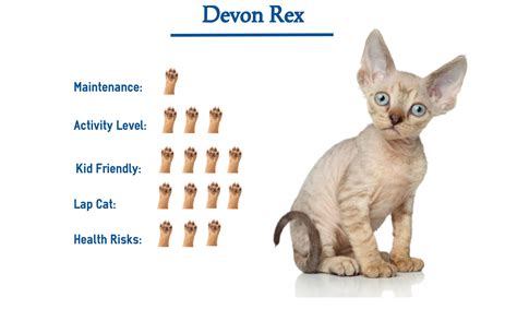 The Devon Rex Cat Breed… Everything You Need to Know at a Glance!