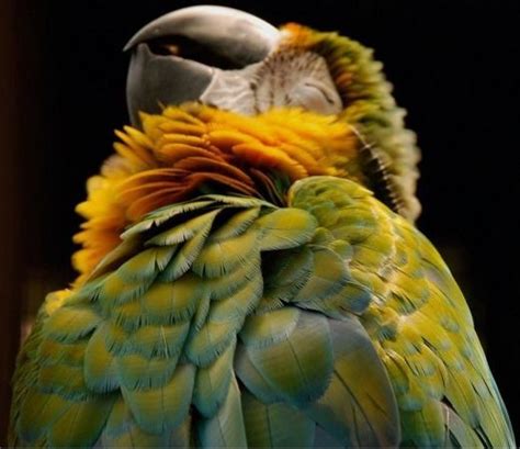 Laughing parrot in Manila by Charlene Ngo | Wild animals photography ...