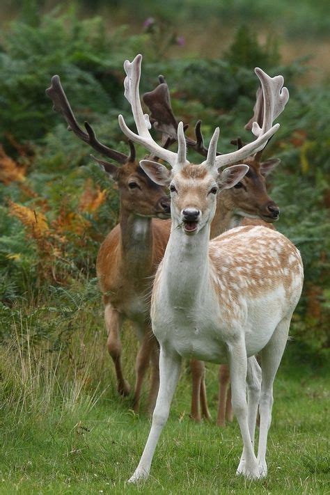 120 Best ♥Deer, Elk, Moose & Antlers♥ ideas | deer, animals wild ...