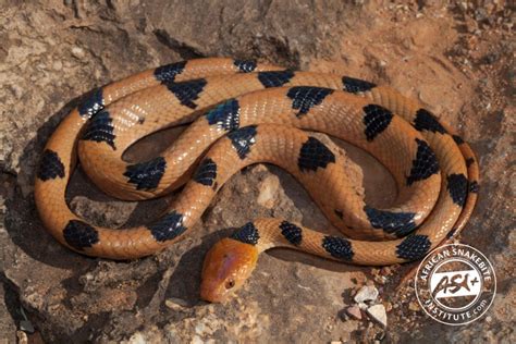 Eastern Tiger Snake - African Snakebite Institute