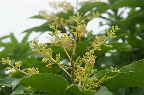 Riverine Parks: Cashew (Anacardium occidentale)