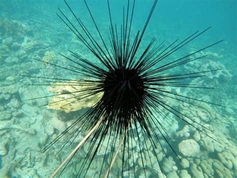 Scientists identify a tiny parasite killing long-spined sea urchins ...