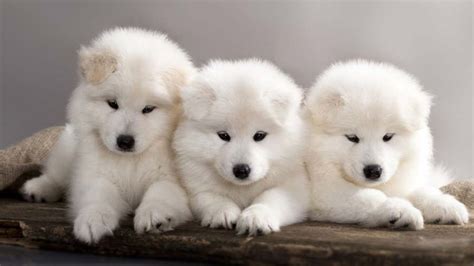 Samoyed - Price, Temperament, Life span