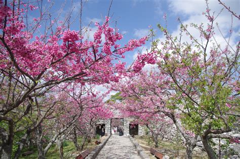 Winter Hanami in Okinawa | Travel