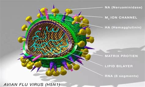 Apa Itu Virus Flu Burung H5N1? Kenali Gejala, Penularan ke Manusia dan ...