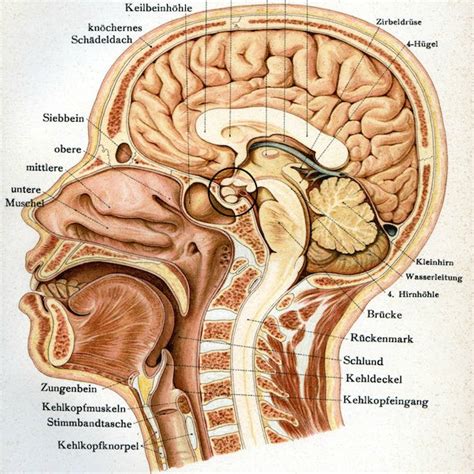 Thinking Beyond the Soft Palate: Vibrating the Sella Turcica | Emily Greenleaf