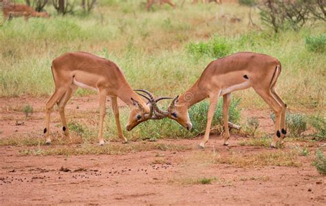 Horn to horn antelope stock image. Image of face, landscape - 152859375