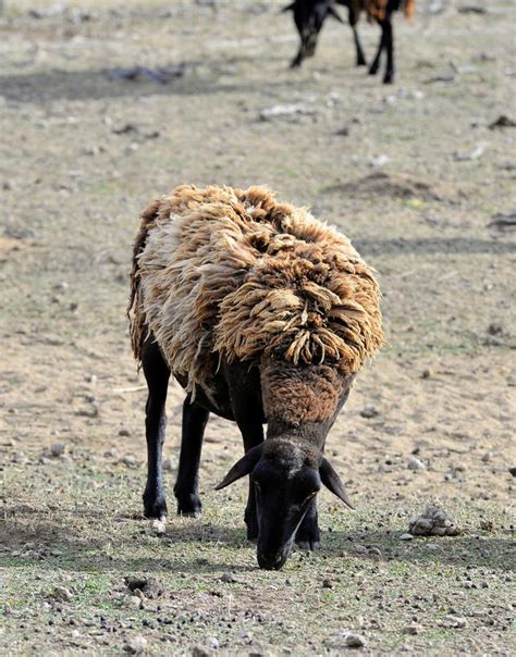 Black-faced Dorper Hair Sheep Grazing Stock Image - Image of springtime ...