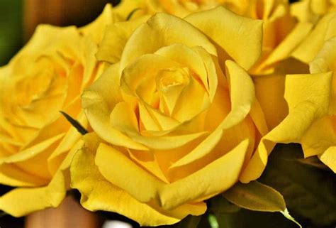 History and Meaning of Yellow Roses | Flower Glossary