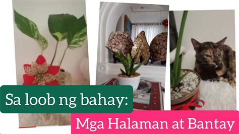 MGA HALAMAN SA LOOB NG BAHAY - YouTube