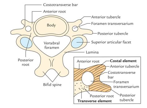 Transverse Process – Earth's Lab