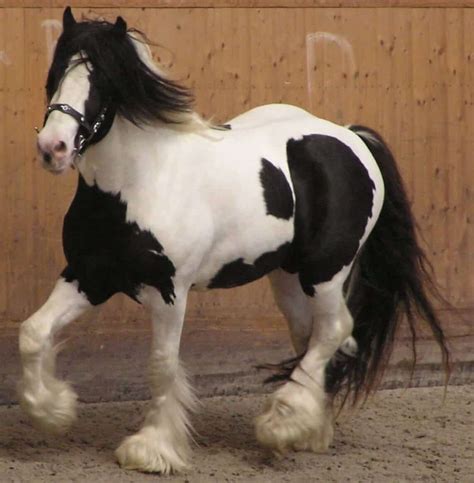 Meet 6 Incredible Irish Horse Breeds