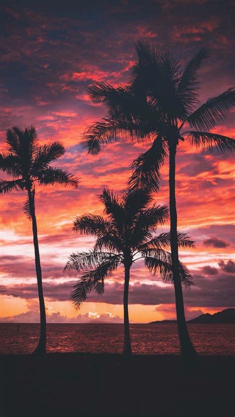 Palm Tree Beach Sunset Wallpaper 4K - Beach Sunset 4k Apessoaescreve : The best selection of ...