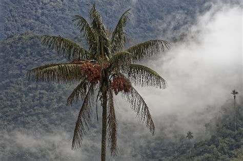 The Wax Palm and Why it is a Must to See When Visiting Colombia