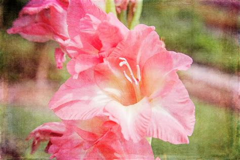 Perfect Pink Canna Lily Photograph by Toni Hopper - Fine Art America