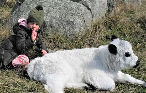 Complete Guide to the Teacup Mini Cow [Milking, Cost, and Potty Training!] - Outdoor Happens