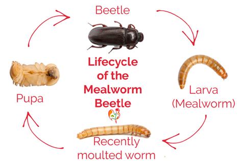 mealworm life cycle time - Hershel Burrell