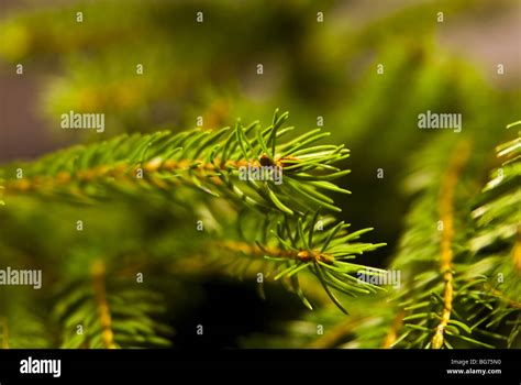 Christmas tree green background Stock Photo - Alamy