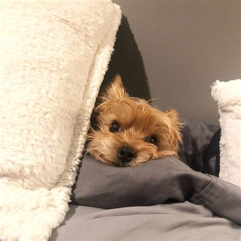 When mom is making the bed but you really just want to keep sleeping ... | Yorkie lovers ...