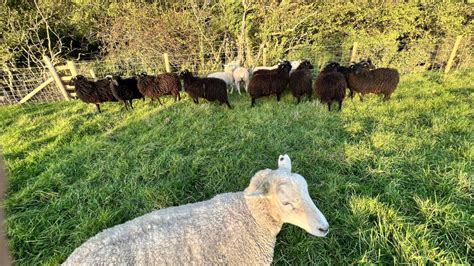 Sheepdog Training with New Hebridean Sheep - Tessleymoor Farm