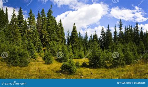 Pine Forest Landscape Stock Photo - Image: 16261680