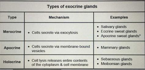 An example of merocrine gland is[MP-PMT-2001]a)Sebaceous glandb)Pineal glandc)Salivary glandd ...