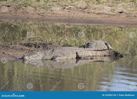 Kruger National Park: Crocodile Stock Photo - Image of reptile, travel: 225092194