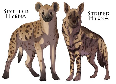 Spotted Hyena Drawing