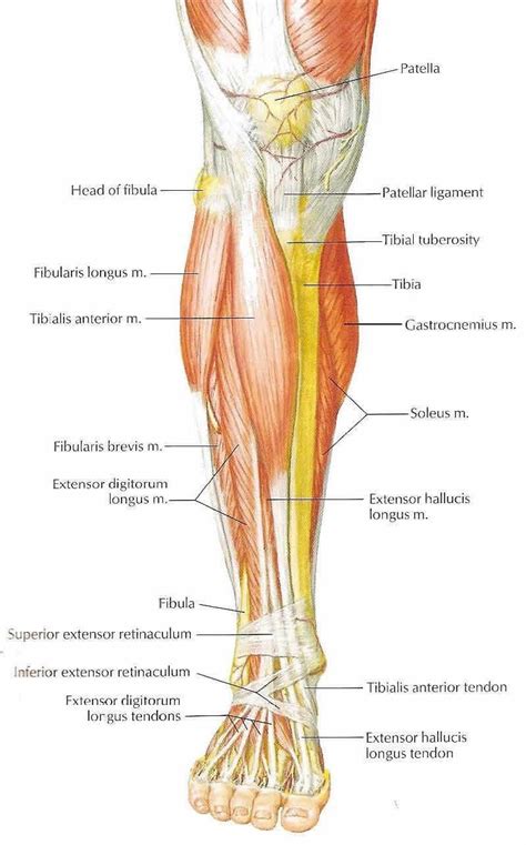 Image result for muscles in front of leg | Muscle anatomy, Leg anatomy ...