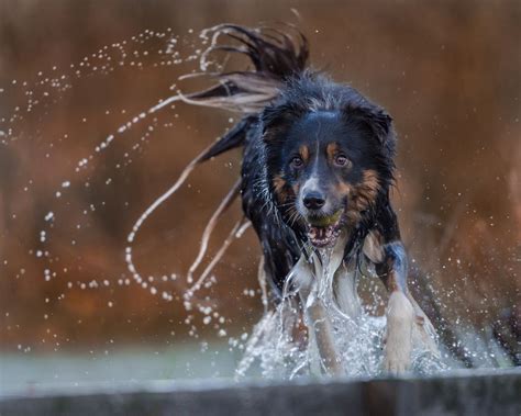 Dogs In Action Photo Contest Winners - VIEWBUG.com