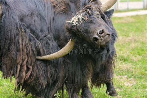 Yak at the Zoo. the Yak is Eating Grass Stock Image - Image of weather, shaggy: 195354883