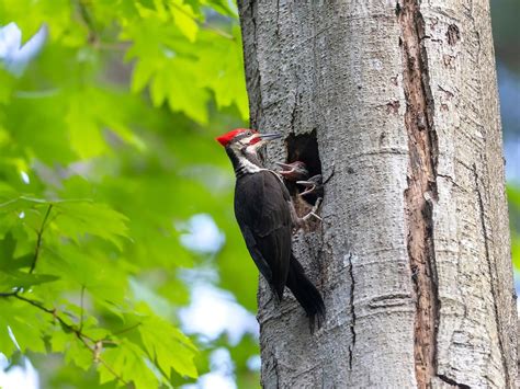 What Do Pileated Woodpeckers Eat? (Diet + Behavior) - Unianimal