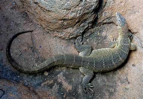 Nile Monitor Lizard. | Reptile. The Nile monitor lizard is t… | Flickr