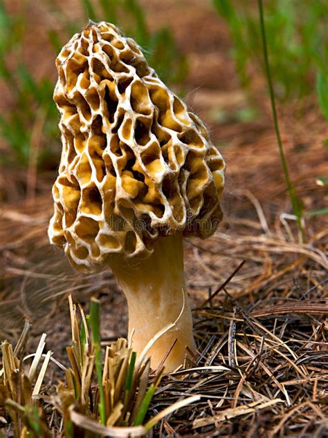 Yellow Morel stock photo. Image of fungi, kitchen, valuable - 6992312