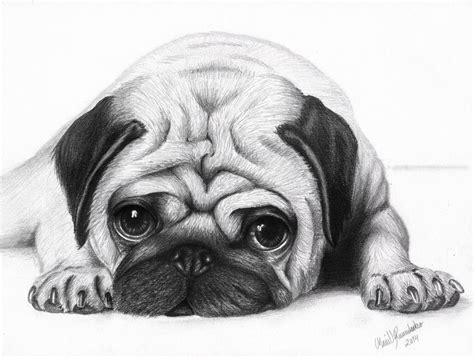 Pug Dog Drawing at PaintingValley.com | Explore collection of Pug Dog ...