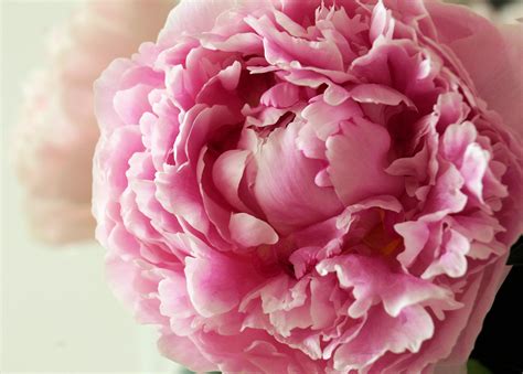 Peony Screensavers and Wallpaper - WallpaperSafari