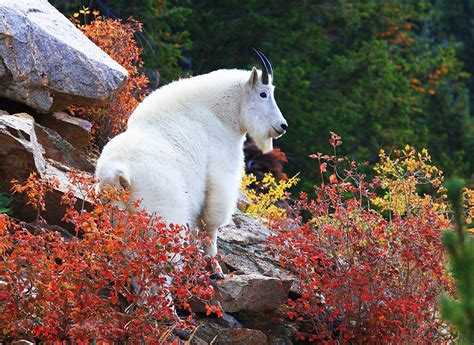 Colorado Wildlife - Clear Creek County Tourism Bureau