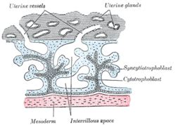 Syncytiotrophoblast