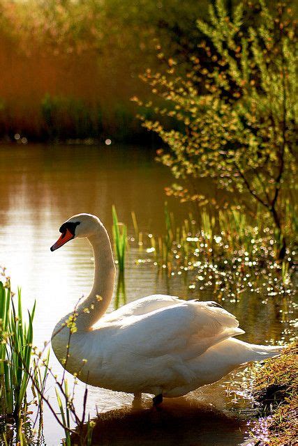 Swan Lake | Pet birds, Swan, Beautiful birds