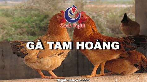 Gà Tam Hoàng - Hướng dẫn cách nuôi, giá thành, ưu nhược điểm