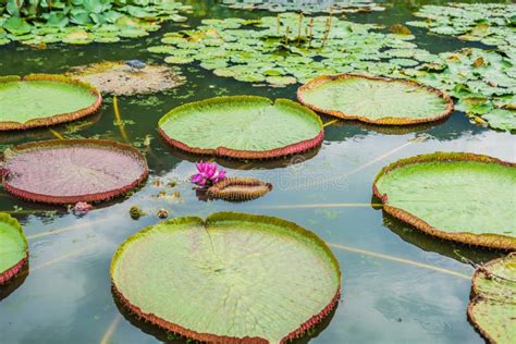 Flower of the Victoria Amazonica, or Victoria Regia, the Largest Stock Photo - Image of flower ...