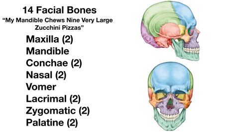 Facial Bones Of The Skull Mnemonic Anatomy And Labeled Diagram Ezmed | The Best Porn Website