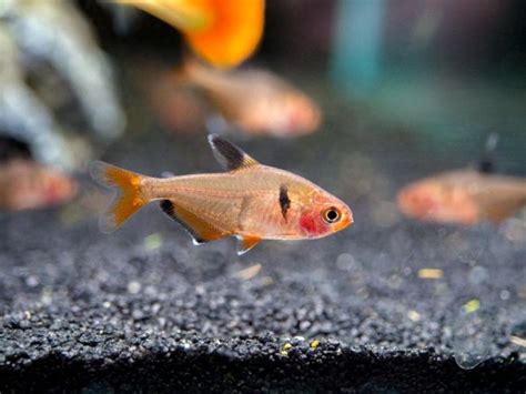 Serpae Tetra:Care Guide, Breeding, Tank Size and Disease