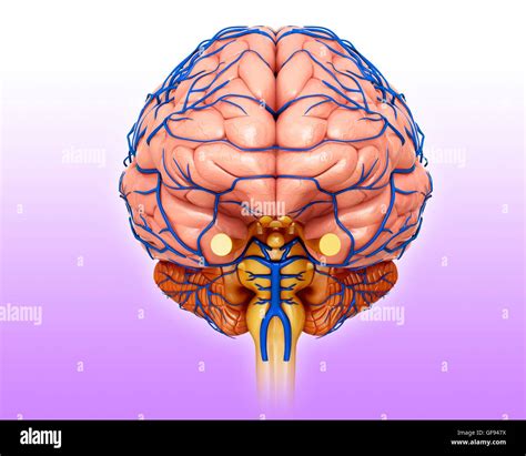 Human Brain Anatomy Stock Illustration Illustration O - vrogue.co