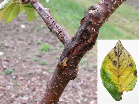 apricot tree prunus armeniaca bacterial canker - Nexles