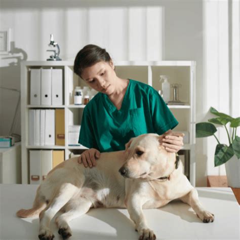 Washougal, WA 98671 Veterinary Services | Camas Washougal Animal Hospital