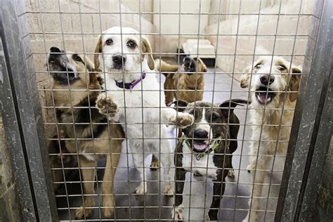 Missouri Dog Breeder Loses Defamation Suit Against Humane Society ...