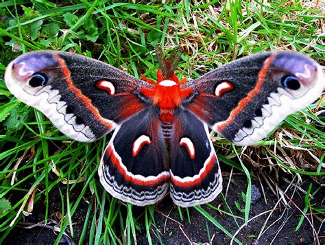 Cecropia Moth l Largest Moth Species Native to North America