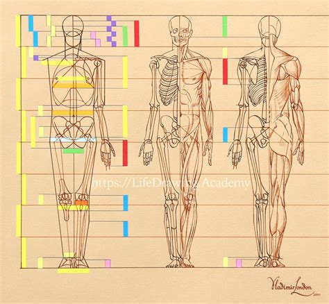 Human Body Proportions - Life Drawing Academy